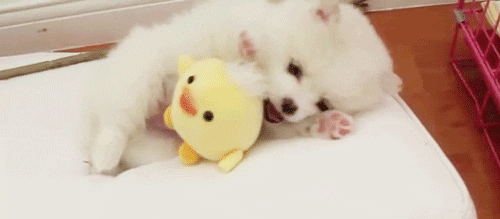 강아지