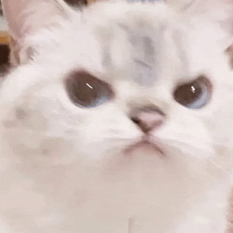 뚱한 아기고양이