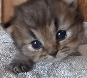 고양이
